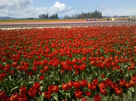 Skagit Valley Tulip Fields In Washington State So Beautiful Tulip