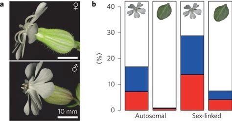 Evolution Of Sex Biased Gene Expression In A Dioecious Plant Nature Plants