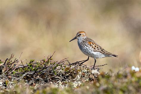 Western Sandpiper Audubon Field Guide