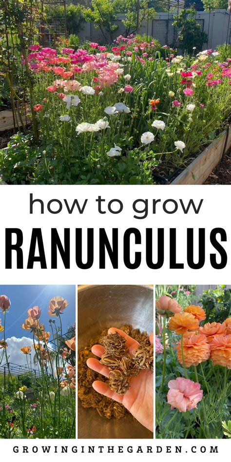 How To Grow Ranunculus Cut Flower Farm Ranunculus Garden Cutting Garden