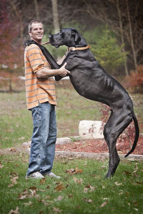 Biggest Dog In The World Guinness 2011