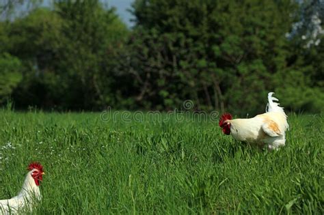 Free Range Chickens Rooster In The Grass Meadow O Stock Photo Image