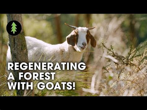 How Goats Are Regenerating A Forest And Protecting This Town From