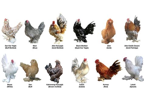 Old English Game Bantam Color Breeding Chart Hot Sex Picture