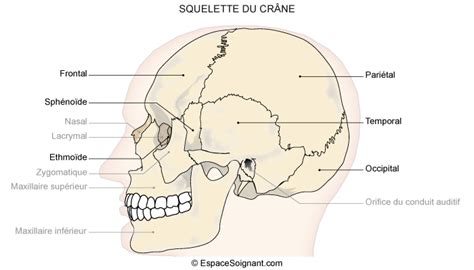 Anatomie Du Squelette Cours IFSI Etudiant Infirmier