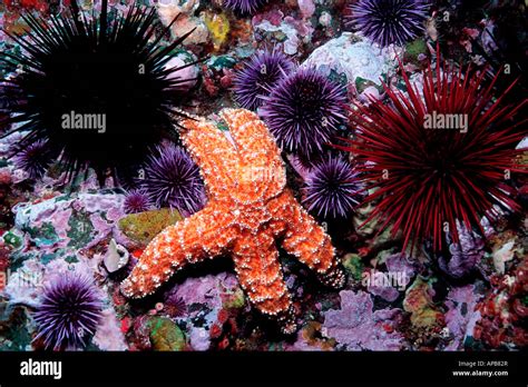 Habitat Loss California Stock Photos & Habitat Loss California Stock Images - Alamy