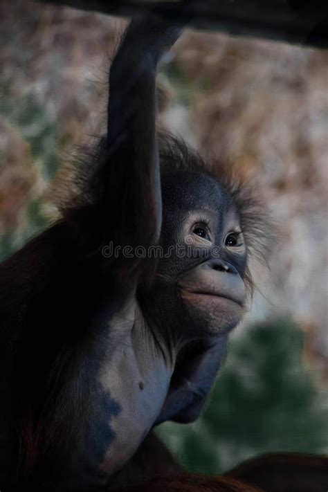 Cute and Touching Little Baby Orangutan Stock Image - Image of forest ...