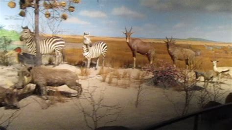 Africa Dioramas Milwaukee Public Museum 4 26 17 Diorama African Lion