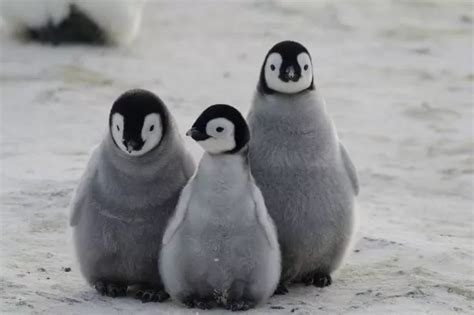 Emperor Penguins Now Endangered And At Risk Of Extinction In Climate