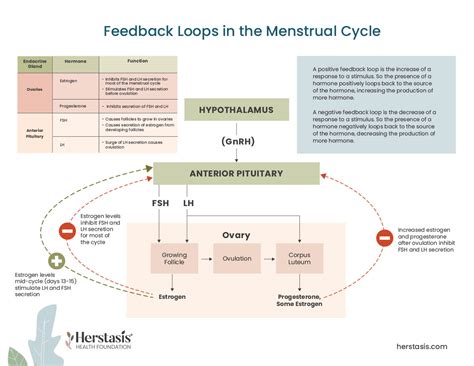 Menopause 101 What Is Menopause Understanding Your Menstrual Cycle