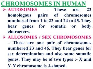 Sex Determination In Humans Pdf