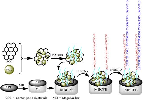 Schematic Representation Of The Modified Electrochemical Biosensor