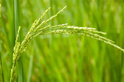 rice grow wildly on a beautiful farm in Thailand 17025445 Stock Photo ...