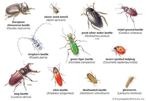 Coleopteran Definition Characteristics Examples Classification And Facts Britannica