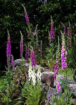 Foxglove Meaning & Symbolism