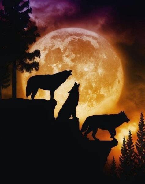 Sunset And Sunrise Photos Bilder Land Wolf Spirit Wolf Art Wolf