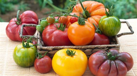 Determinate Vs. Indeterminate Tomatoes: What's The Difference?