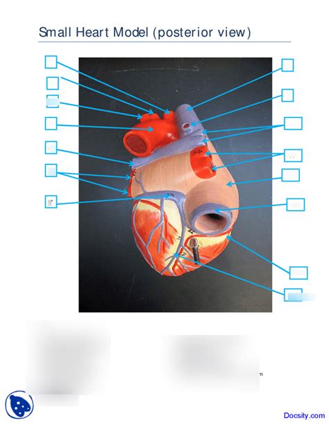 Posterior View Of The Heart Diagram Quizlet