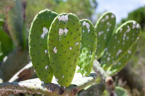 Prickly Pear Identifying And Combating Diseases And Pests Garden