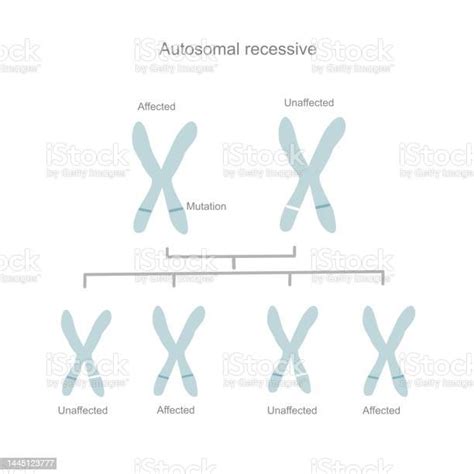 The Autosomal Recessive Diagram Or Inheritance Pattern That Inheriting