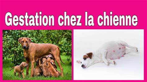 Gestation De La Chienne Tout Ce Qu Il Faut Savoir Vetoszone Youtube