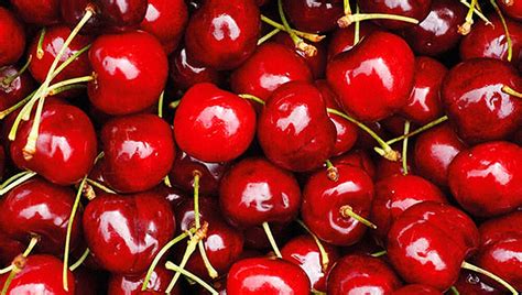 Какие сорта вишни самые вкусные и неприхотливые | НПО «Сады России ...