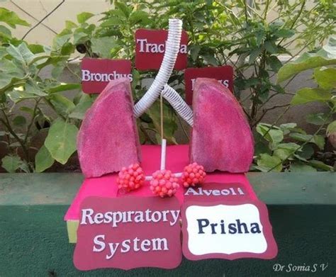 Respiratory System Working Model at Rs 1500 | School Project Models in ...