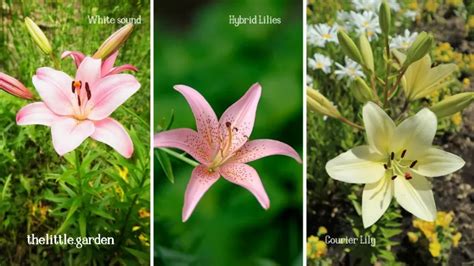 15 Beautiful Types of Lily Flowers to Grow in Your Garden