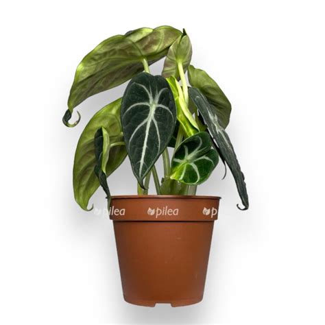 Интернет магазин комнатных растений Pilea, Москва, Россия — Заказать ...