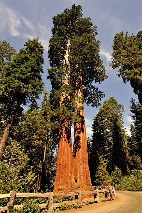 Национальные парки США: ТОП-10 | Giant sequoia trees, National parks ...