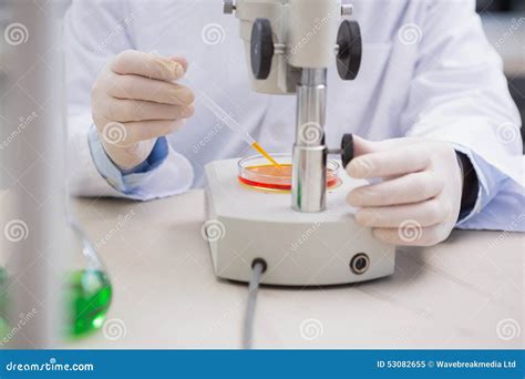 Scientist Examining Petri Dish With Microscope Stock Image Image Of