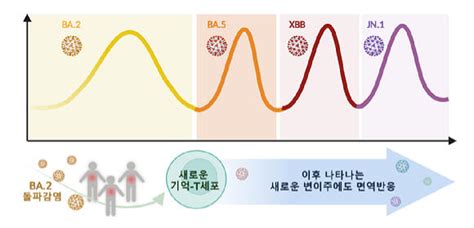 오미크론 변이 따라 면역세포도 진화한다