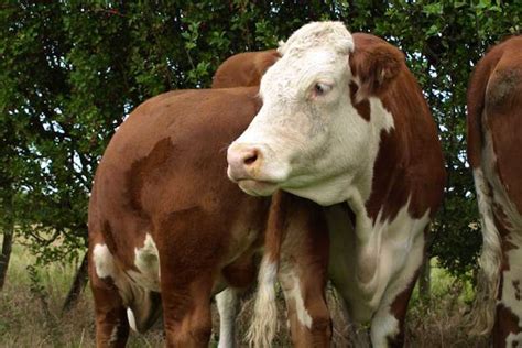 9 Pedigree Hereford Breeding Bulls | SellMyLivestock - The Online ...