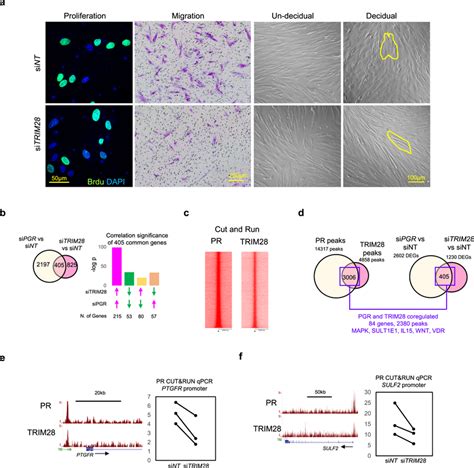 TRIM28 Knockdown Disrupt PR Signaling In HESCs A Edu Labeled Cell