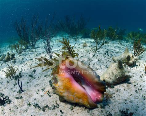 Conch Shell Underwater Stock Photo Royalty Free Freeimages