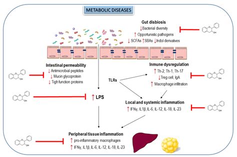 Effects of flavanols and flavanol-rich food on alterations in gut ...