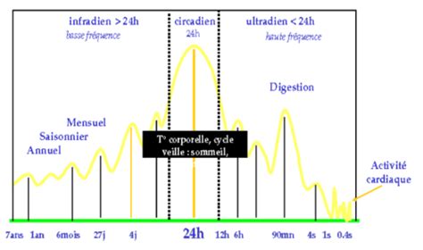 PSP1 Part 2 TD6 Rythmes Biologiques Cartes Quizlet