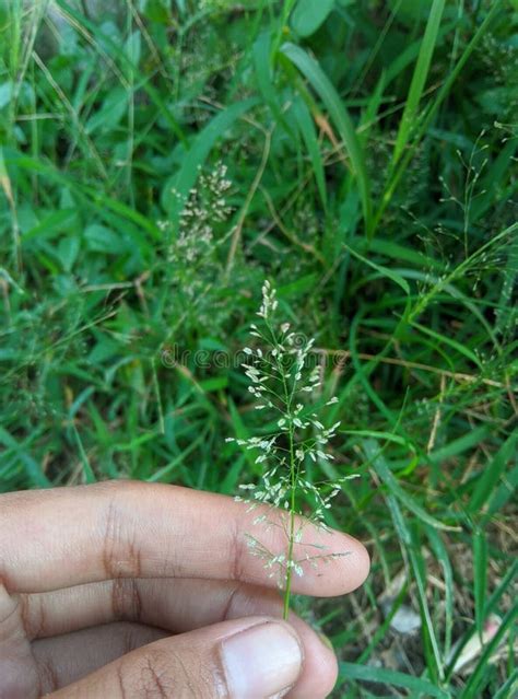 Eragrostis Amabilis is a Species of Grass in the Subfamily ...