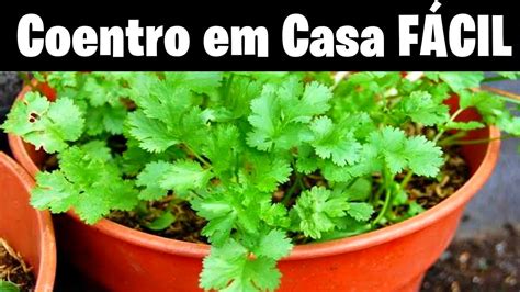 Como Plantar Coentro Em Vaso Ou No Quintal De Sua Casa Modo R Pido