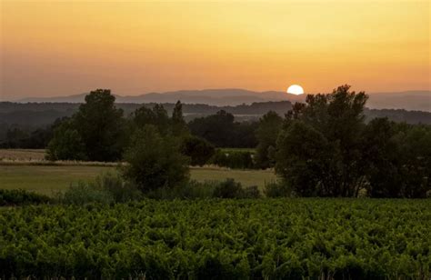 Sensory Journey Between Vines Terroir And Heritage Stay Uzes Pont