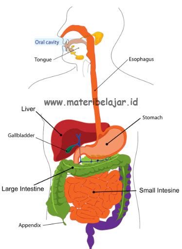 Organ Pencernaan Dan Proses Pencernaan Makanan Materi Belajar