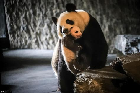 Giant Panda Shows Off Her Bundle Of Joy To Visitors At Belgium Zoo For