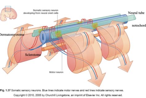 Anatomy Upper Limb Reflex Lecture Flashcards Quizlet