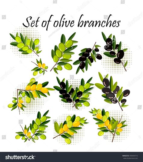 Set Of Olive Branches Royalty Free Stock Vector 499494715