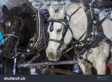 Clydesdale Horses In Winter Stock Photo 535427902 : Shutterstock