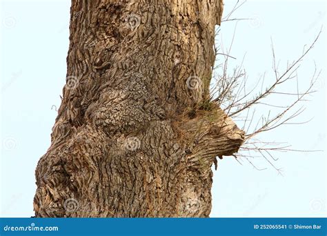 Texture Of Tree Bark On The Trunk Of A Large Tree Stock Image Image