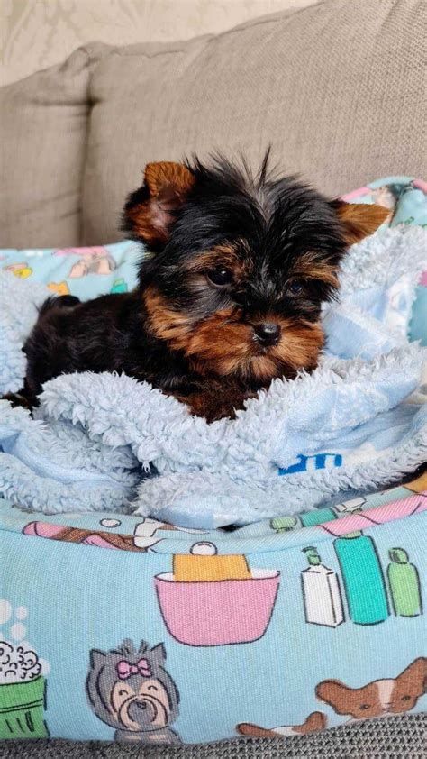 Piesek Yorkshire Terrier Miniaturka Z Rodowodem Cz Stochowa Wyczerpy