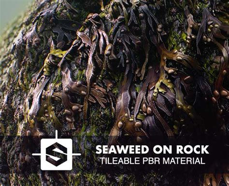 Seaweed On Rock Tileable Pbr Material Flippednormals