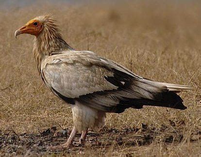 Egyptian vulture - Alchetron, The Free Social Encyclopedia