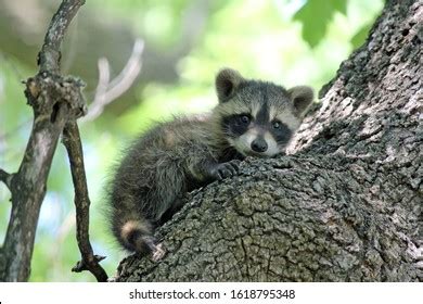 Baby Raccoon Tree Stock Photo 1618795348 | Shutterstock